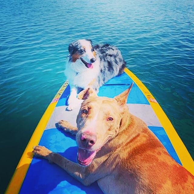 Dogs are welcome aboard rental kayaks and paddleboards at Third Coast Paddling's six Southwest Michigan locations