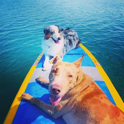 Dogs are welcome aboard rental kayaks and paddleboards at Third Coast Paddling's six Southwest Michigan locations