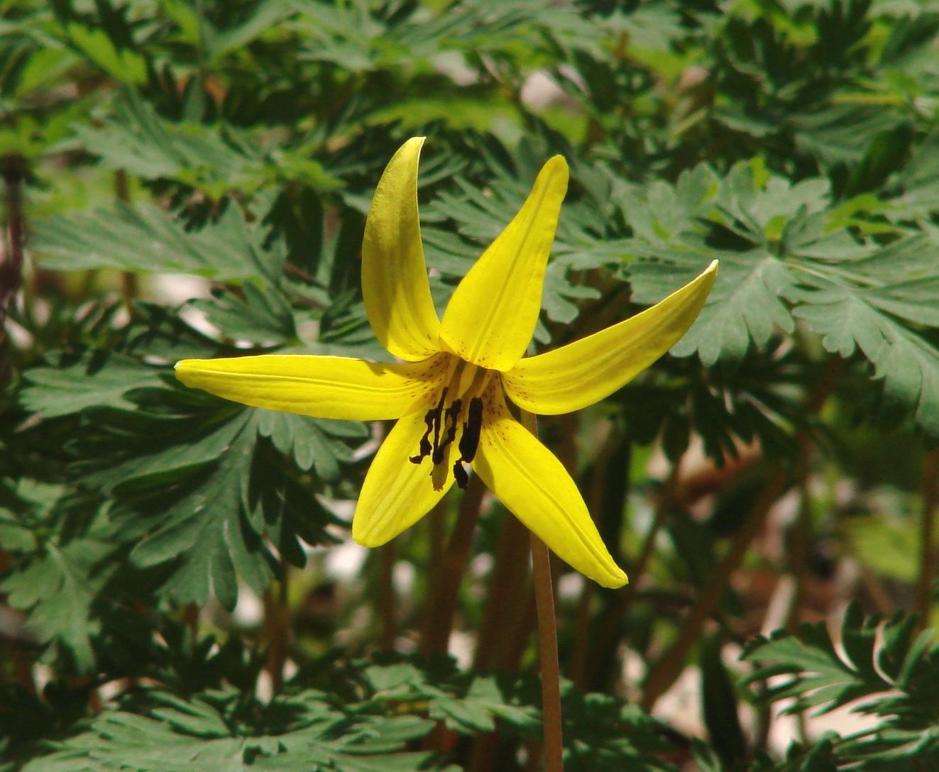 Flower at Love Creek 