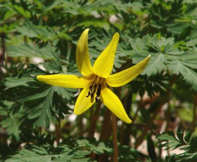 Flower at Love Creek 