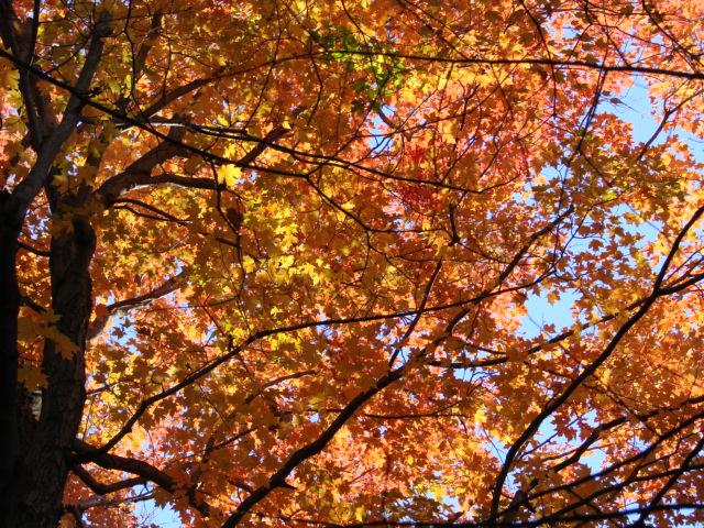 Autumn at Love Creek