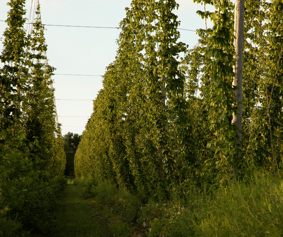 Did you know that we grow our own hops? It's true! Nearly all of the hops used in River Saint Joe beer comes from right here on Flatwater Farms.
