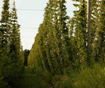 Did you know that we grow our own hops? It's true! Nearly all of the hops used in River Saint Joe beer comes from right here on Flatwater Farms.