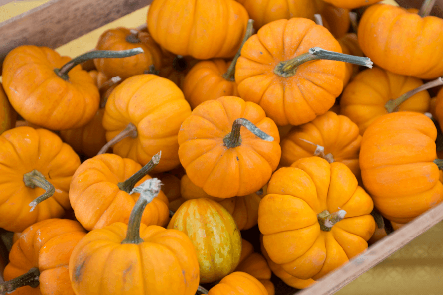 2026 Pumpkins on Parade logo