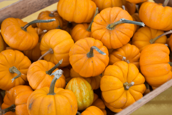 2026 Pumpkins on Parade logo