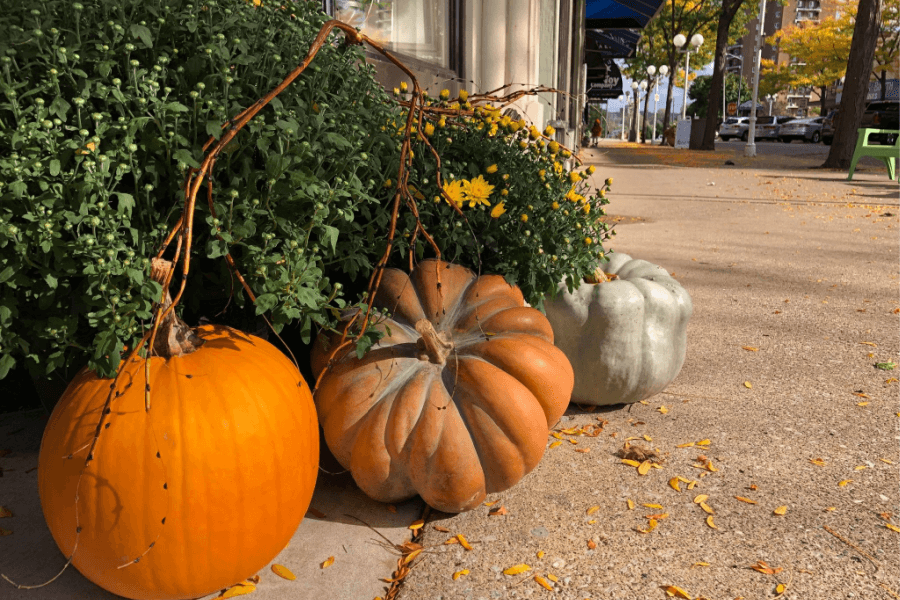 Fall Happenings in SWMI 2020