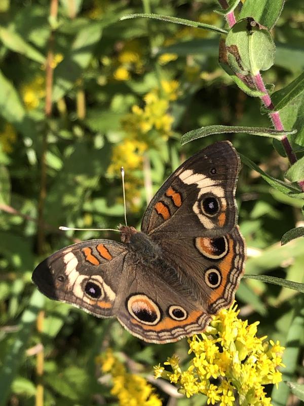 Buckeye Butterfly