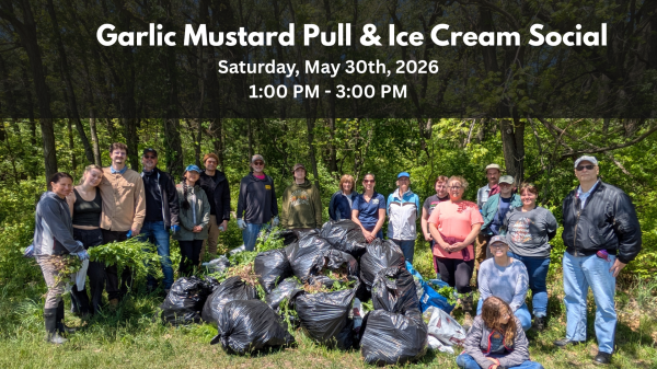 Garlic Mustard Pull