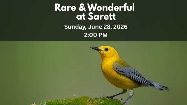 Rare & Wonderful 
