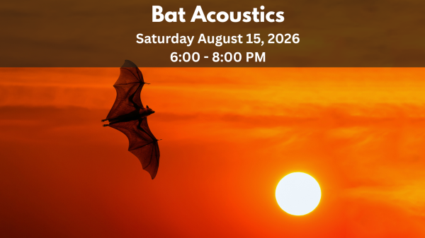 bat acoustics