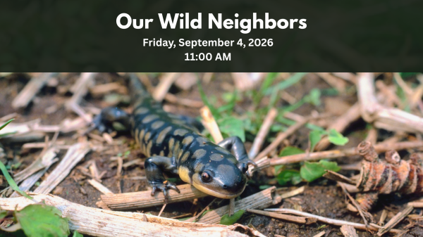 our wild neighbors