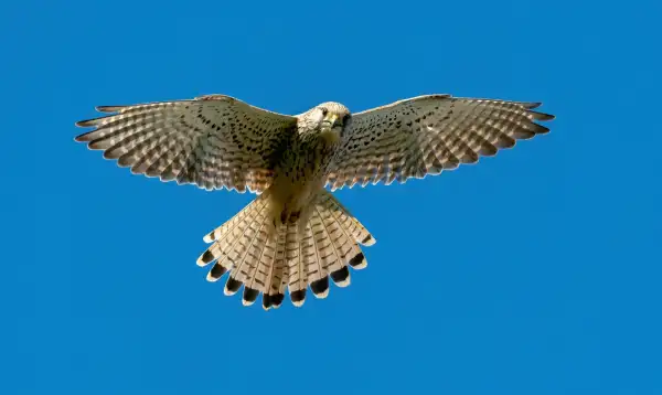 Silver Foxes: Hovering Hunters