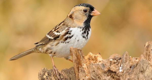 Harris' sparrow