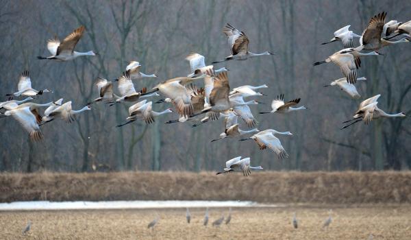 Sandhill cranes