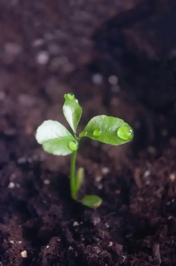 Sowing